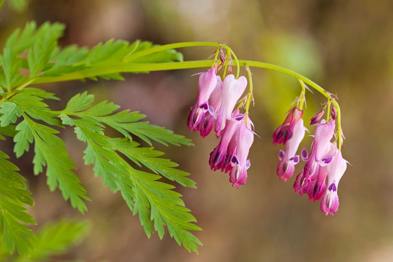 Wild Bleeding Heart (Dicentra Eximia)