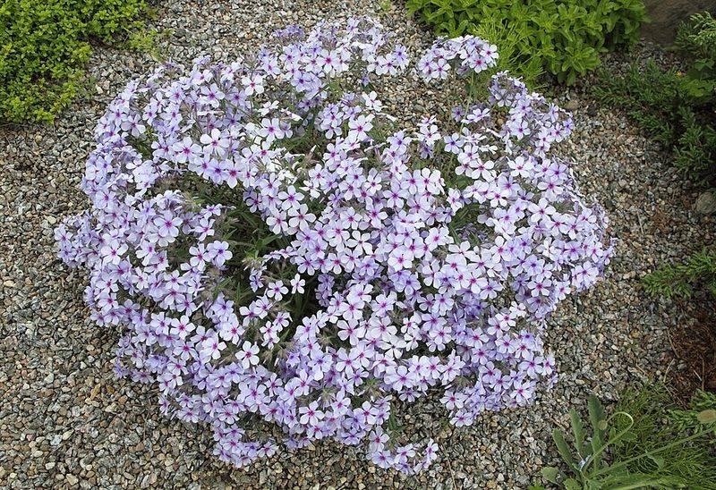 Wild Blue Phlox Brings Soft Color To Shady Beds