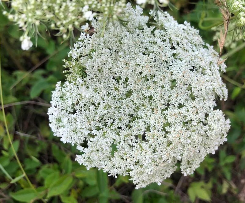 Wild Carrot