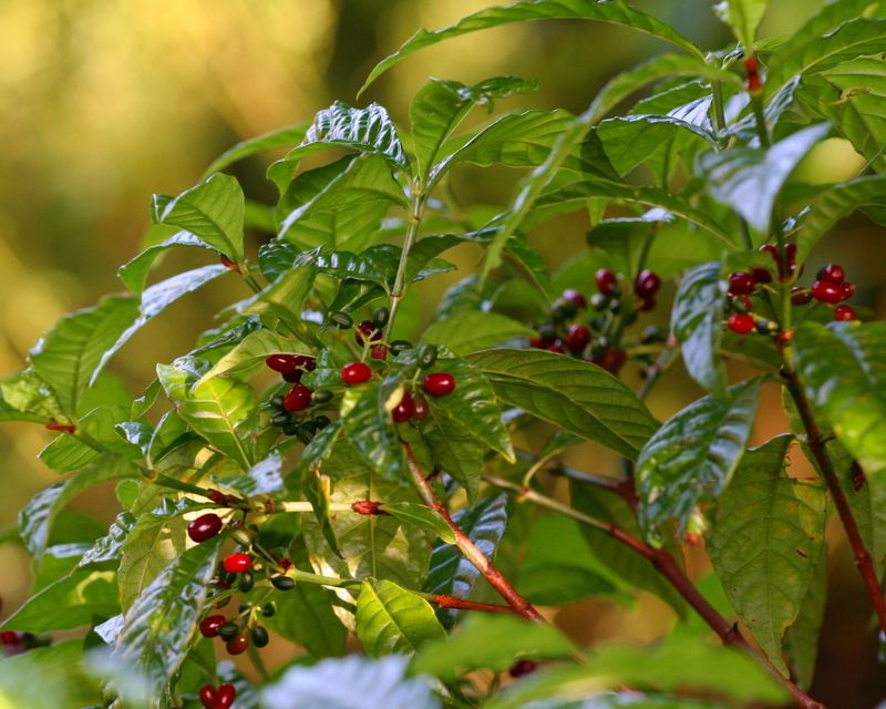 Wild Coffee Adds Glossy Native Green Near The Door