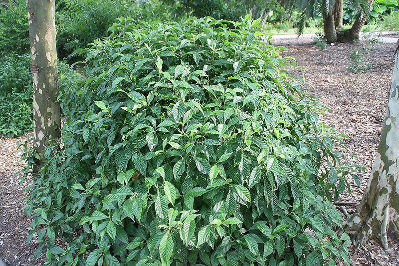 Wild Coffee Fills Shady Gaps With Glossy Native Cover