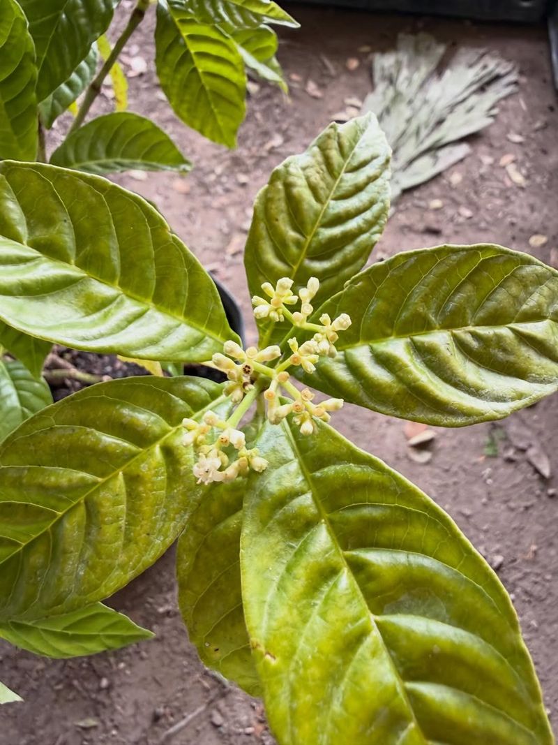 Wild Coffee Fills Shady Understories With Quiet Cover Wild Coffee Fills Shady Understories With Quiet Cover