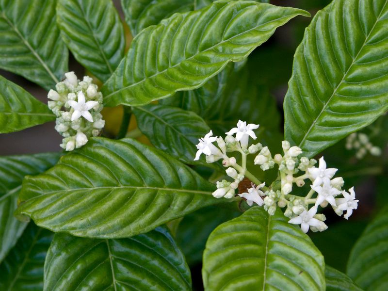 Wild Coffee Keeps Glossy Leaves When Air Feels Stuck Wild Coffee Keeps Glossy Leaves When Air Feels Stuck