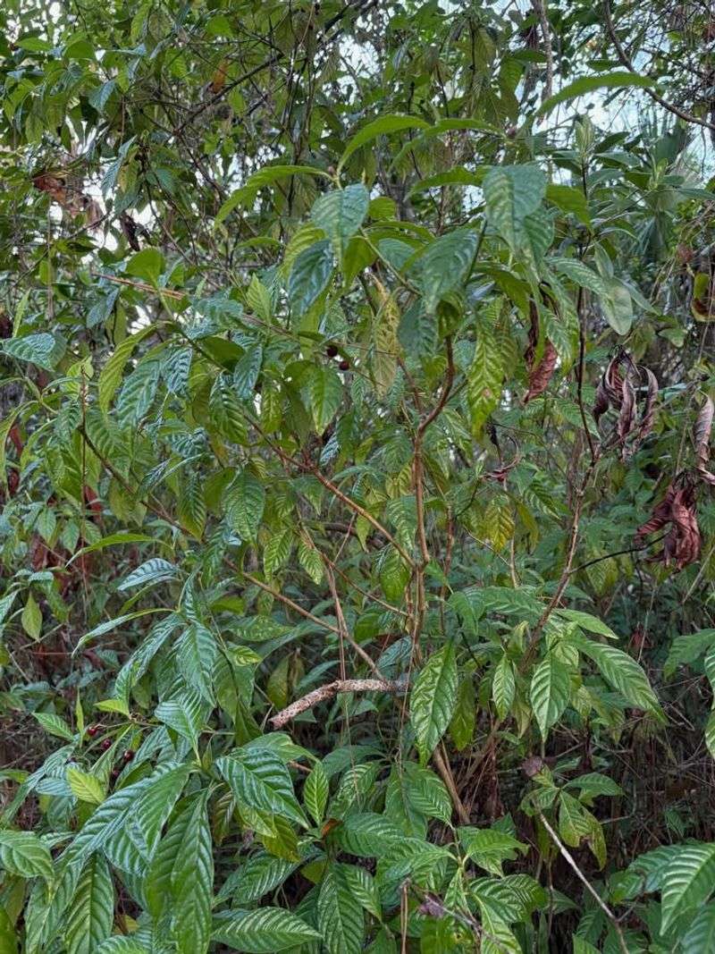 Wild Coffee Keeps Warm Shade Glossy And Green Wild Coffee Keeps Warm Shade Glossy And Green