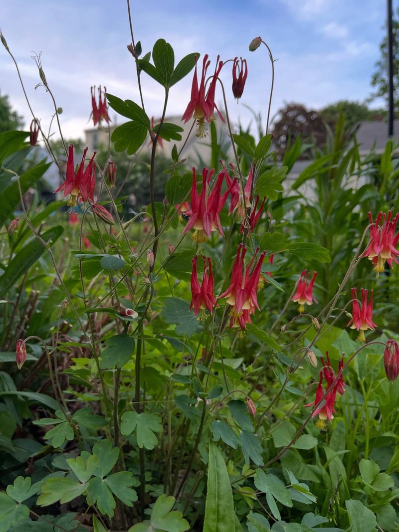 Wild Columbine 