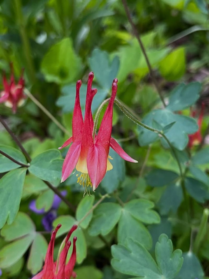 Wild Columbine Wild Columbine