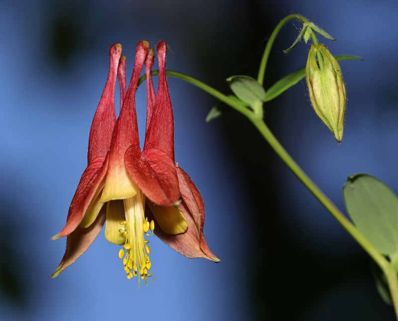 Wild Columbine Wild Columbine