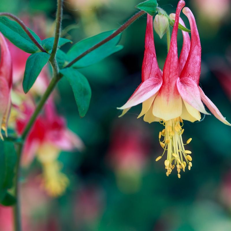 Wild Columbine 