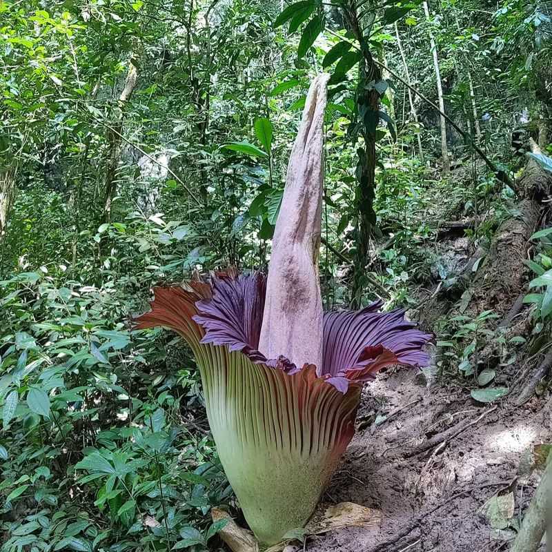 Wild Corpse Flowers Are Growing Rarer Wild Corpse Flowers Are Growing Rarer