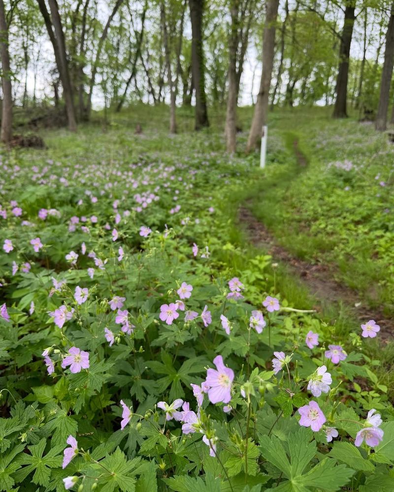 Wild Geranium Wild Geranium