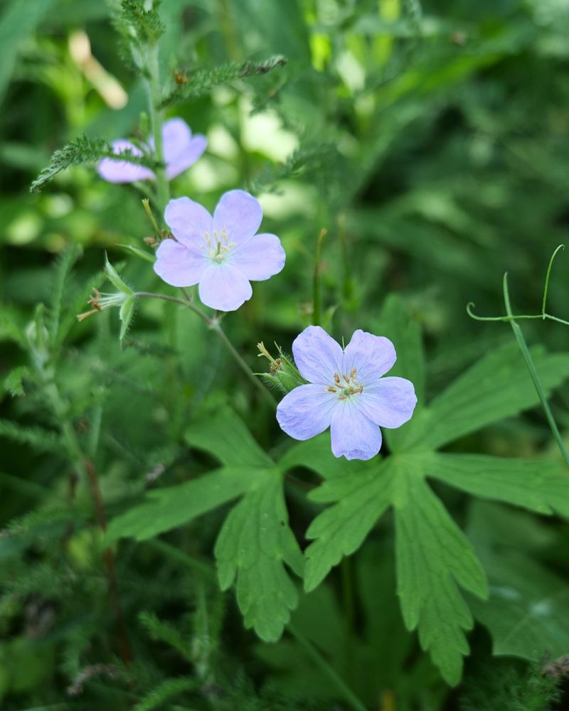 Wild Geranium Brightens Part Shade Wild Geranium Brightens Part Shade