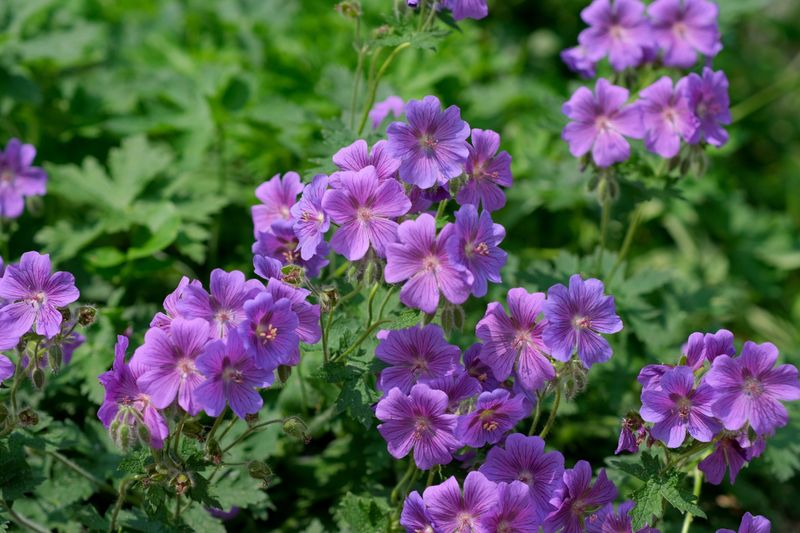 Wild Geranium