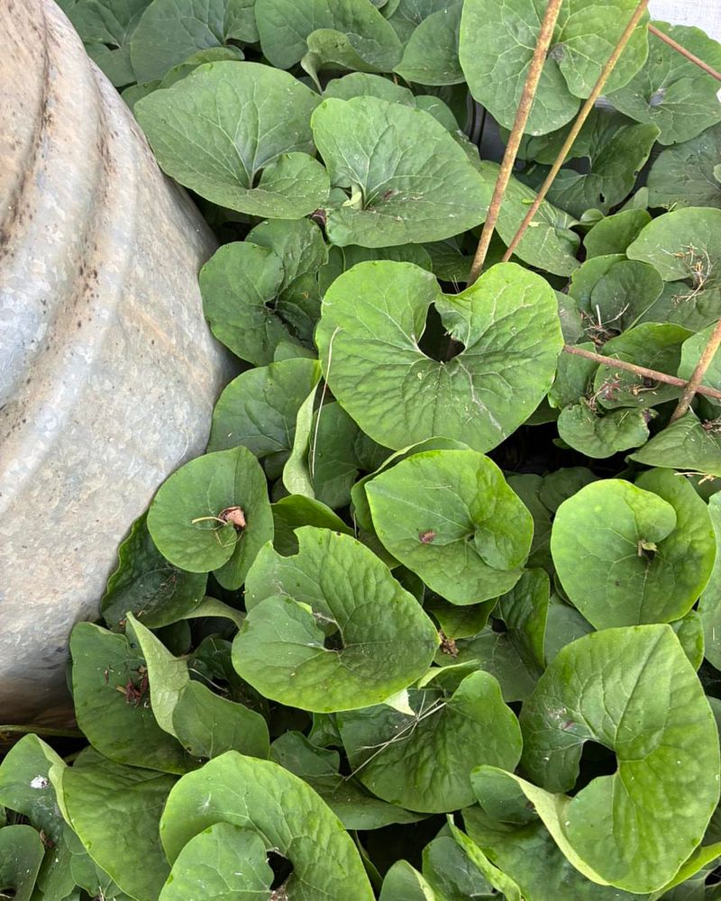 Wild Ginger 