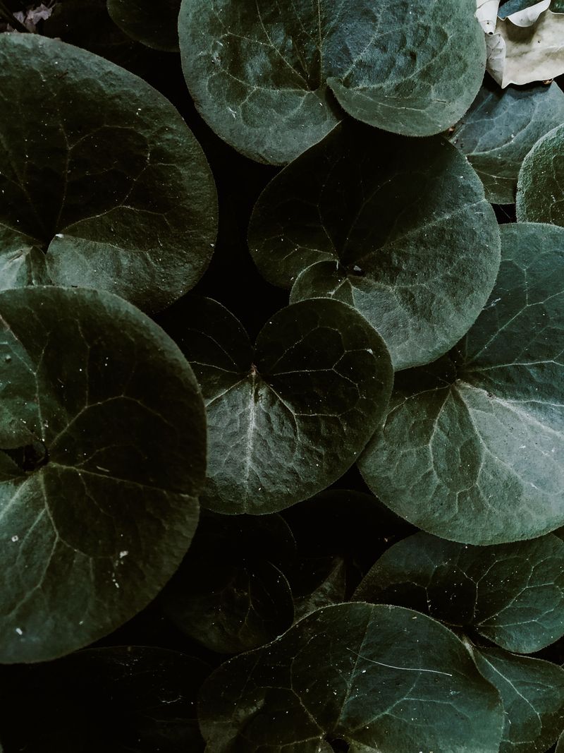 Wild Ginger Wild Ginger