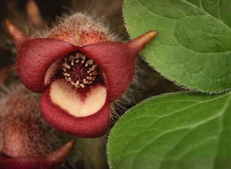 Wild Ginger Wild Ginger