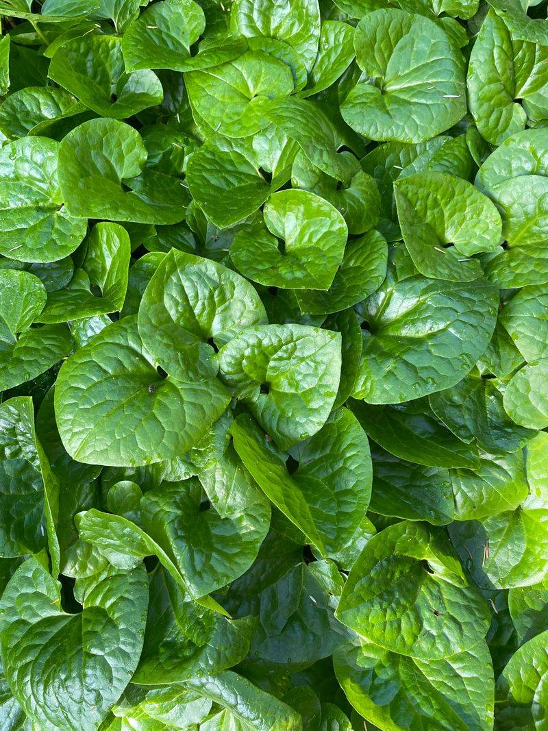 Wild Ginger Wild Ginger