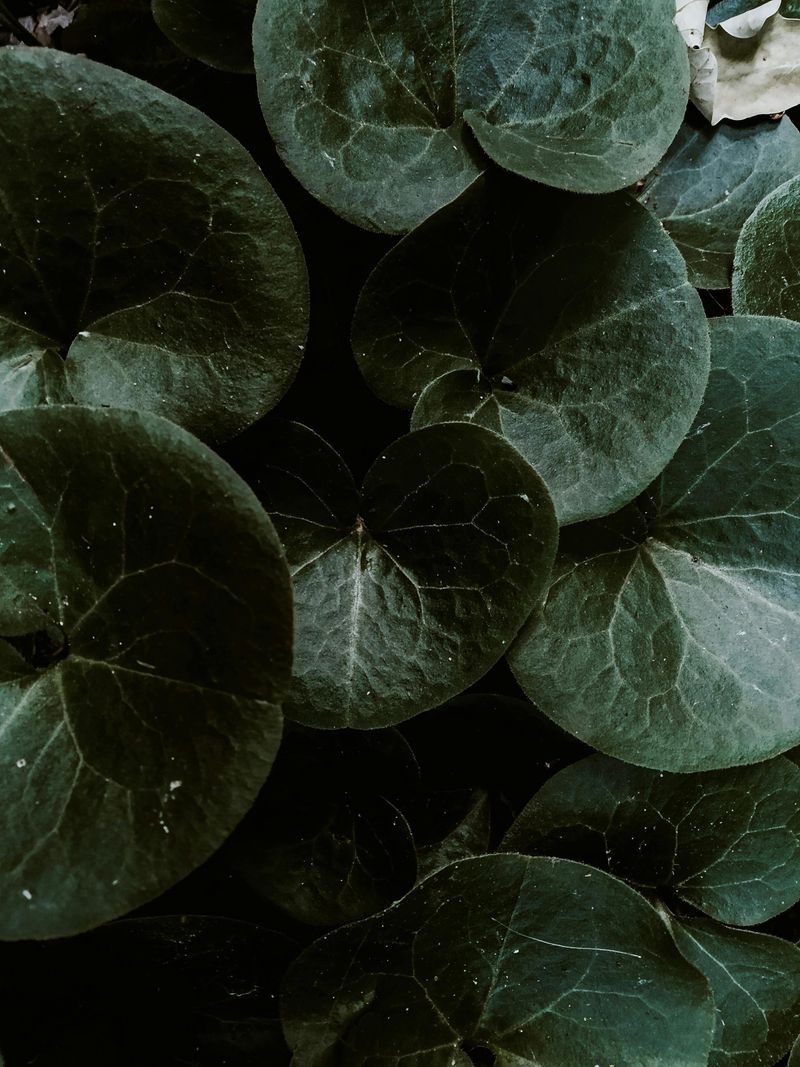 Wild Ginger Wild Ginger