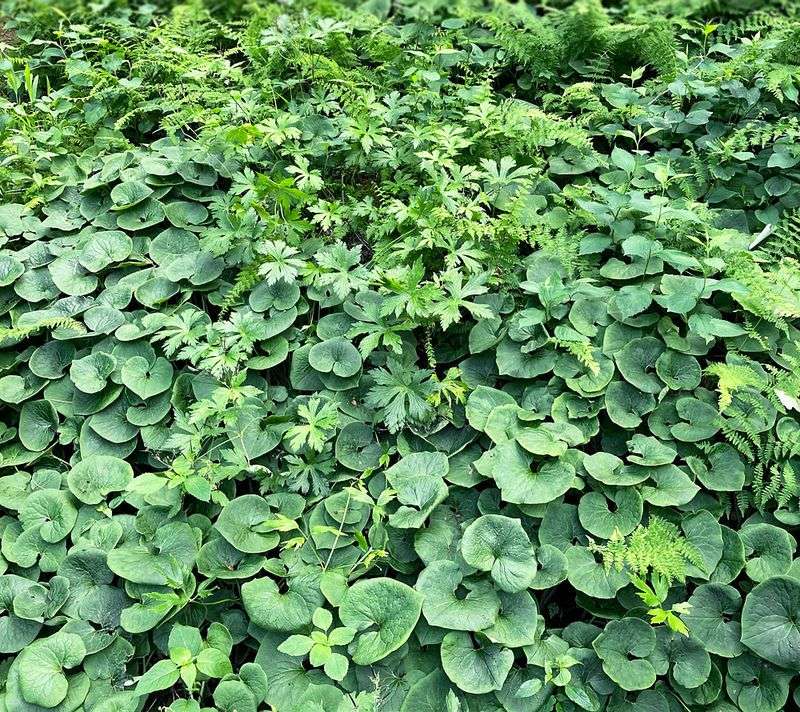 Wild Ginger Carpets Shady Slopes