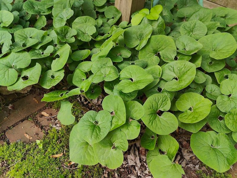 Wild Ginger Creates A Leafy Shade Carpet