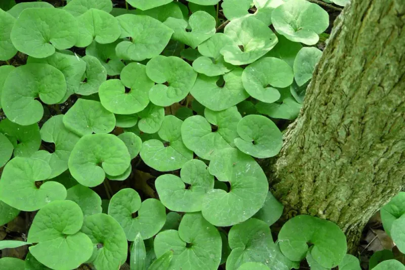Wild Ginger Fills Deep Shade With Big Leaves