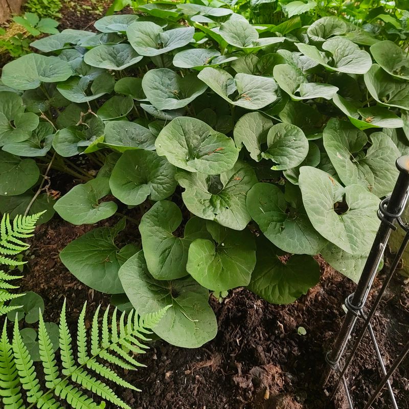Wild Ginger Helps Soil Stay Cooler