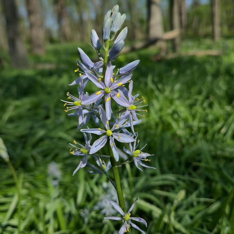 Wild Hyacinth