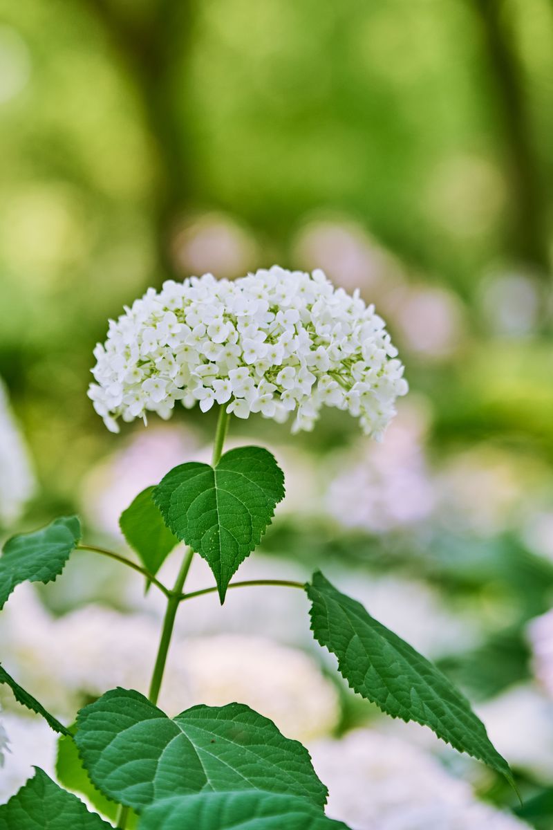 Wild Hydrangea (Hydrangea Arborescens)