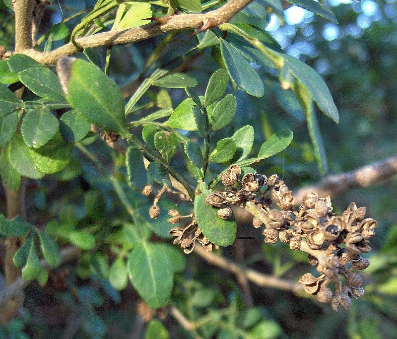 Wild Lime Adds Edible Zest From A Thorny Native Shrub Wild Lime Adds Edible Zest From A Thorny Native Shrub