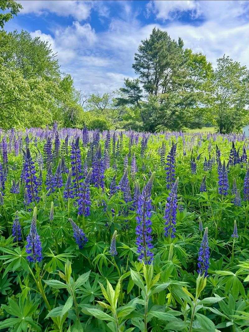 Wild Lupine