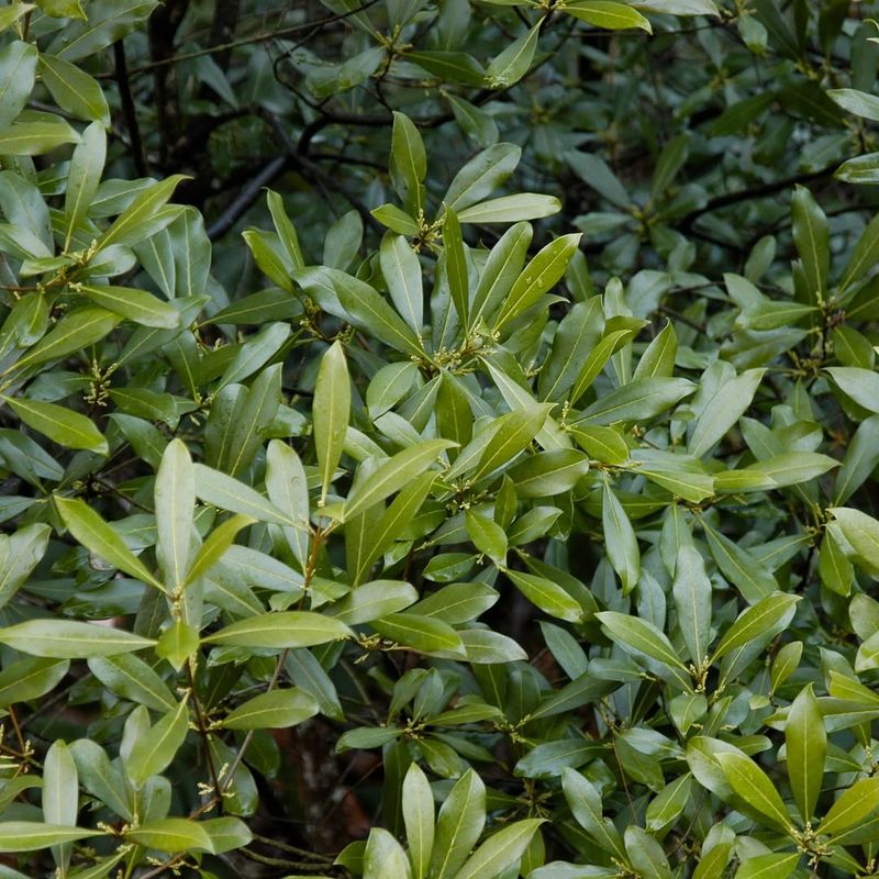Wild Olive Adds Fragrant Evergreen Privacy