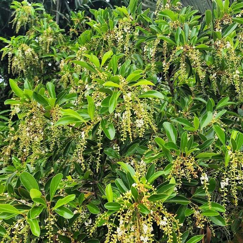 Wild Olive Screens Sunny Yards With Fragrant Native Blooms Wild Olive Screens Sunny Yards With Fragrant Native Blooms