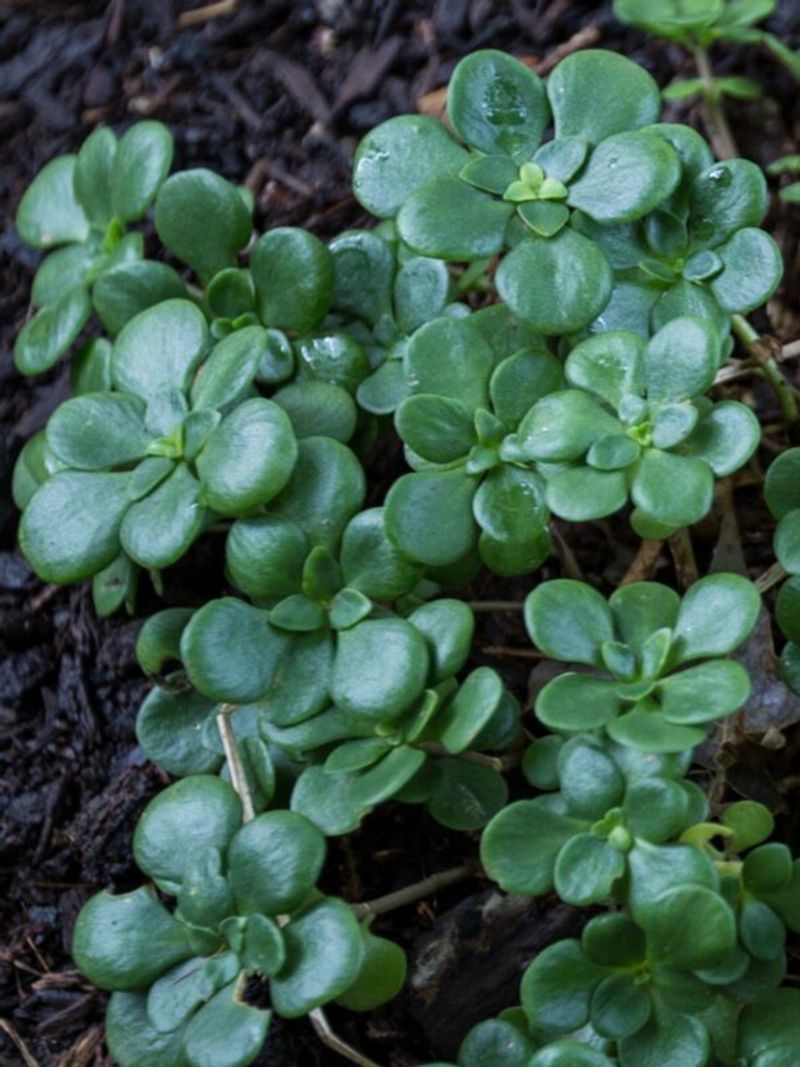 Wild Stonecrop Fits Dry Edges Wild Stonecrop Fits Dry Edges