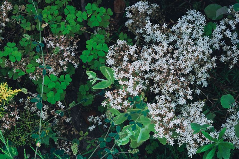 Wild Stonecrop