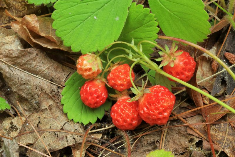 Wild Strawberry Adds Edible Fruit In The Right Northern Spots Wild Strawberry Adds Edible Fruit In The Right Northern Spots