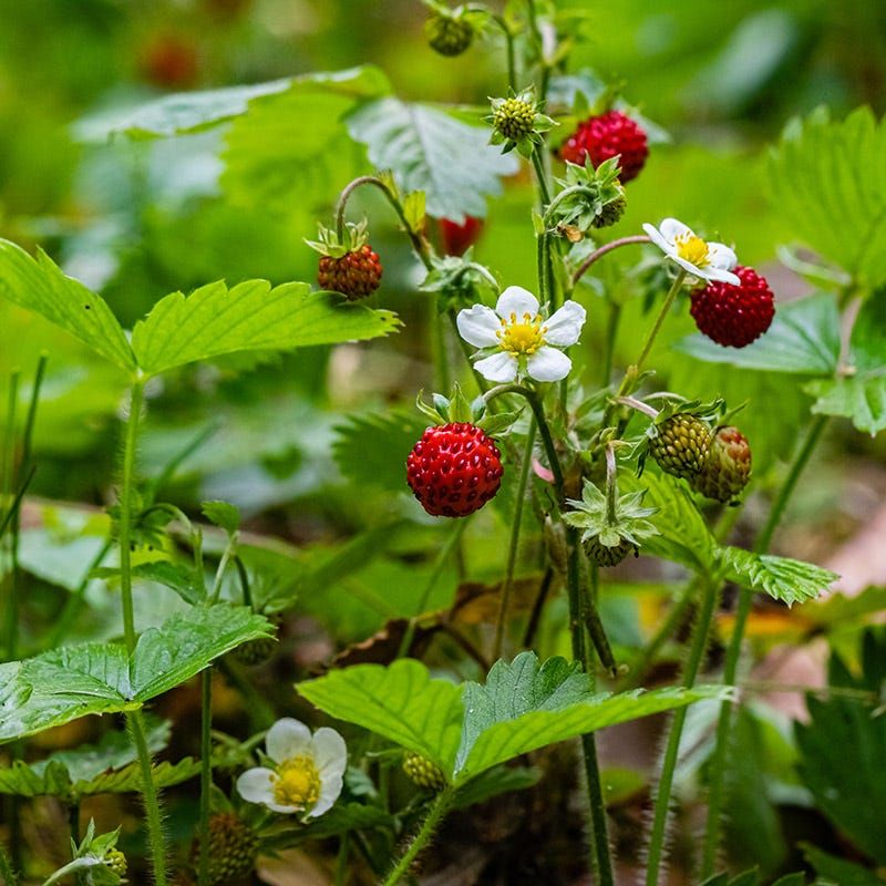 Wild Strawberry Adds Small Blooms To Bare Lawn Patches