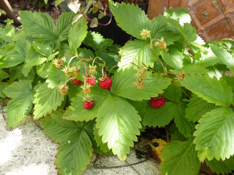 Wild Strawberry Can Fill Bare Spots Without Taking Over