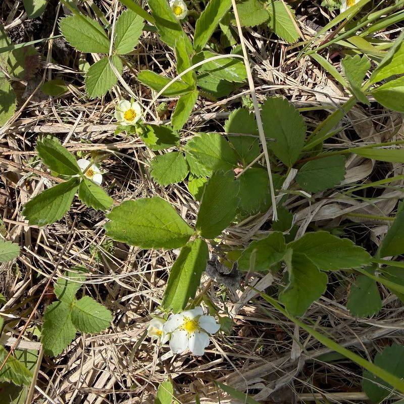 Wild Strawberry Covers Sunny Spots Wild Strawberry Covers Sunny Spots
