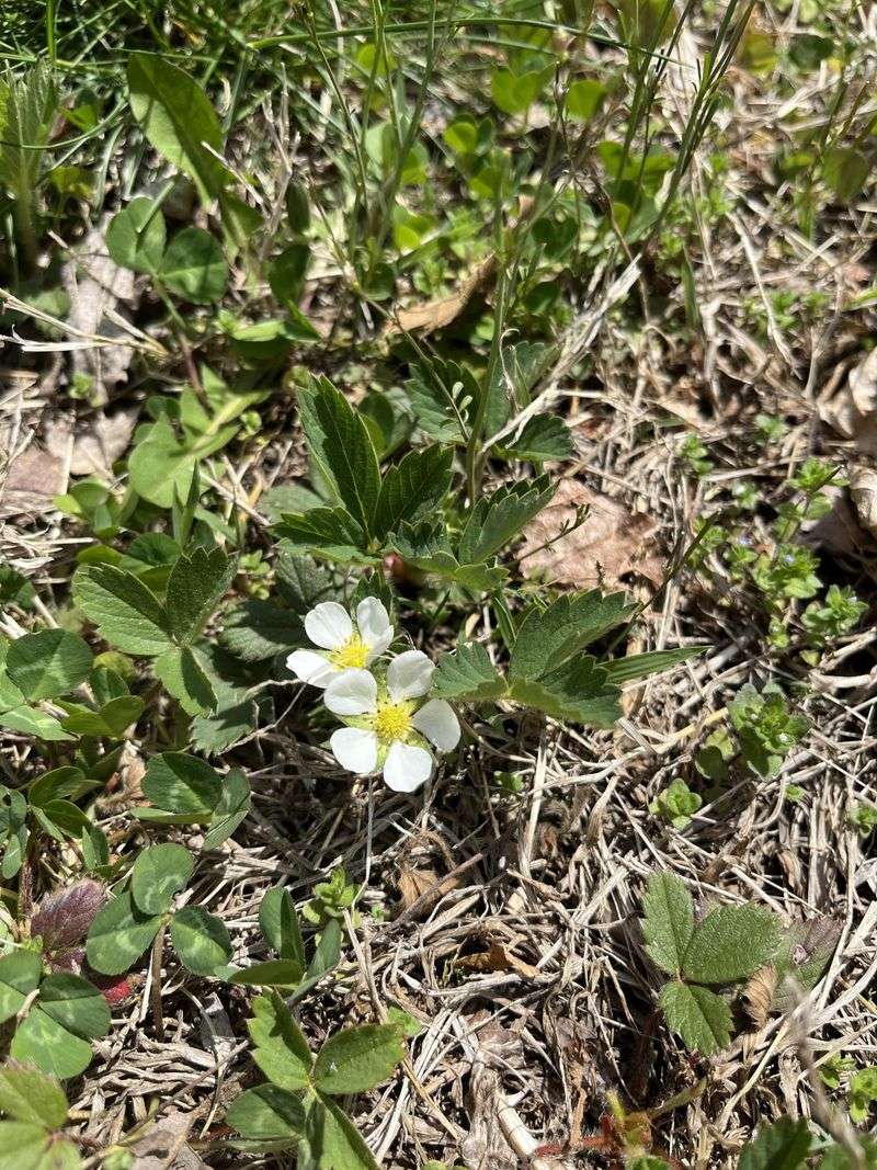 Wild Strawberry Fills Open Gaps