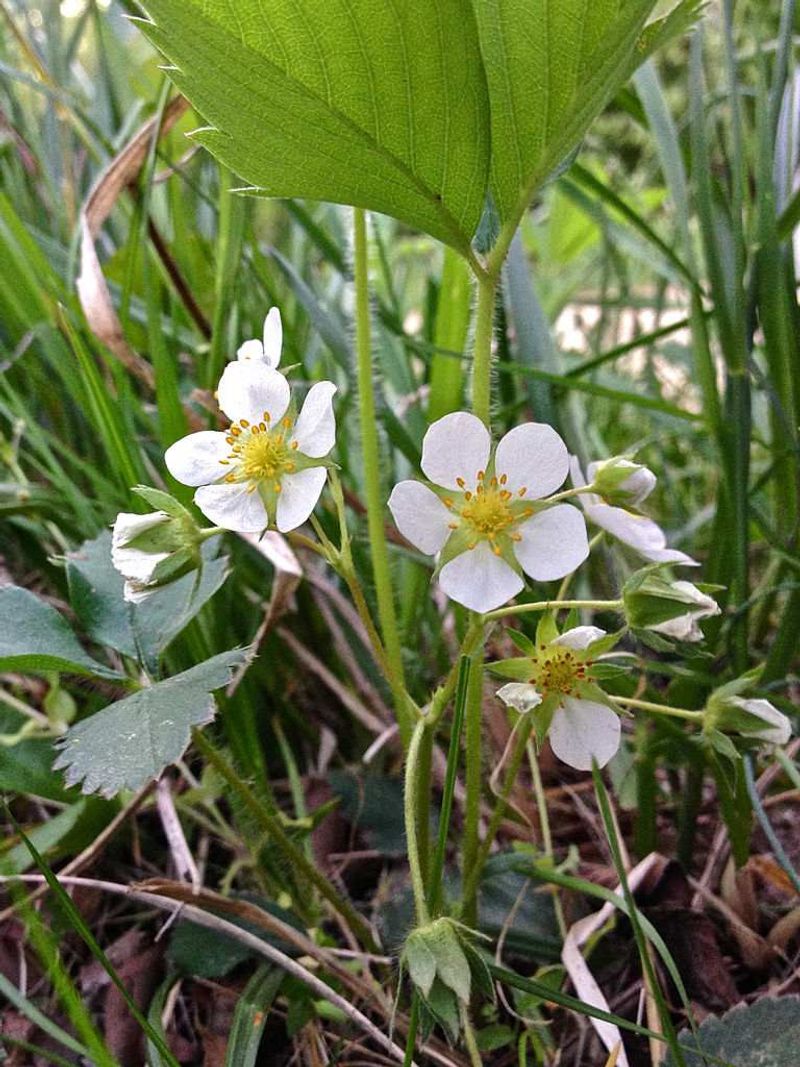Wild Strawberry Fills Sunny Edge Gaps Wild Strawberry Fills Sunny Edge Gaps