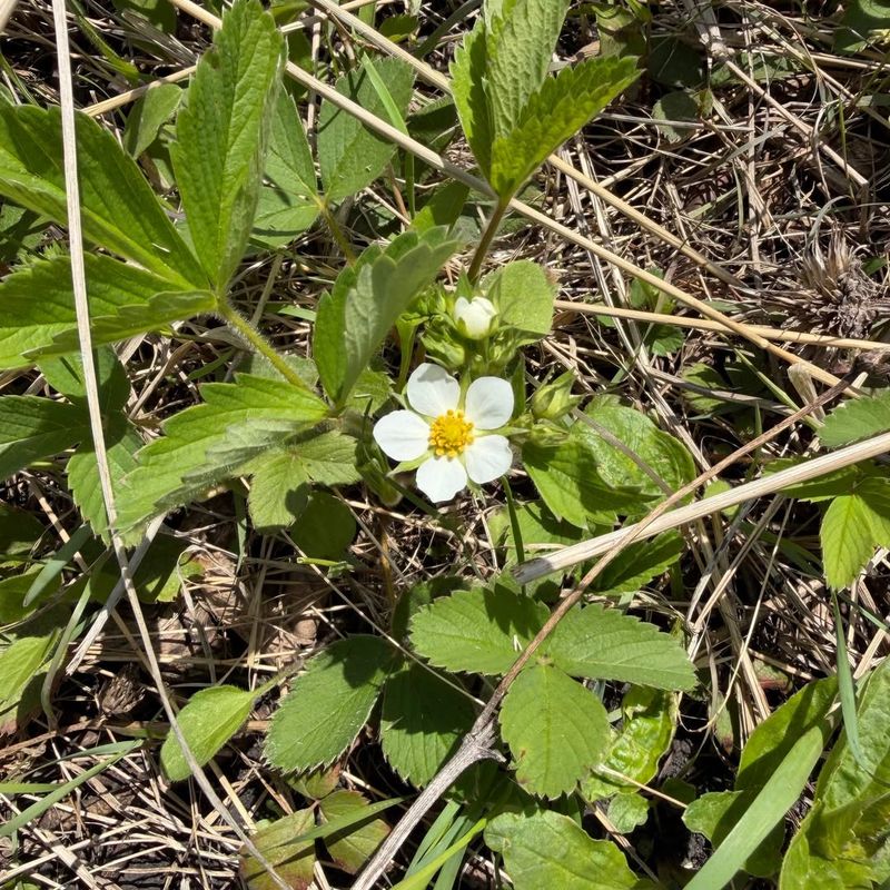 Wild Strawberry Fills Sunny Walkway Gaps With Low Growth Wild Strawberry Fills Sunny Walkway Gaps With Low Growth