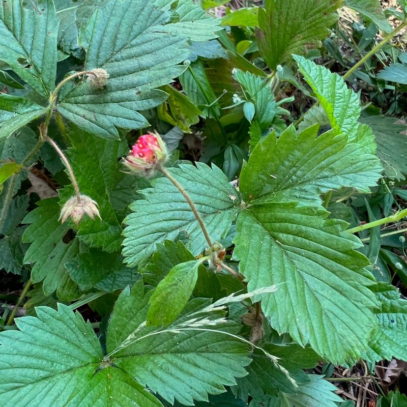 Wild Strawberry Forms A Low Carpet Wild Strawberry Forms A Low Carpet