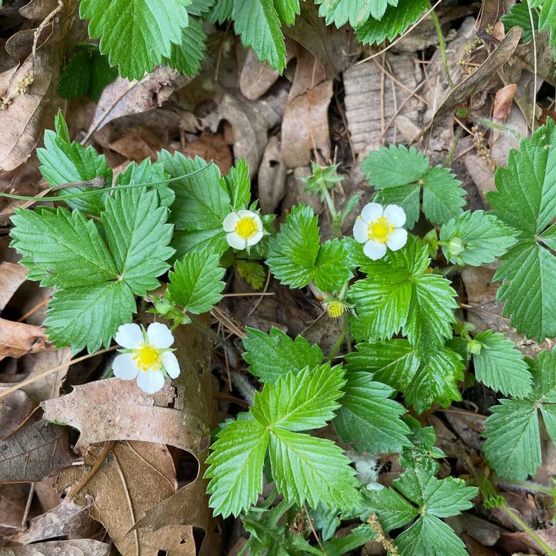 Wild Strawberry (Fragaria Virginiana)