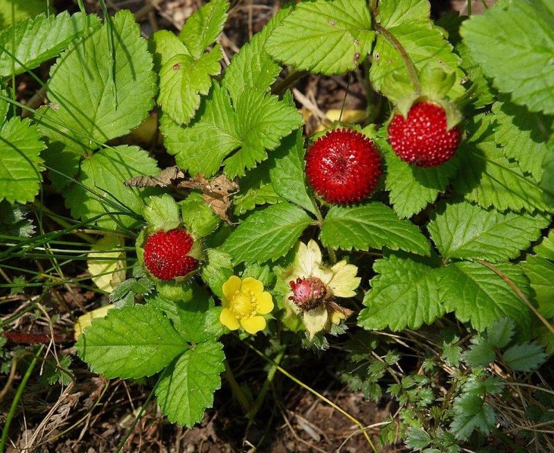 Wild Strawberry Helps Cover Thin Spots In Part Shade