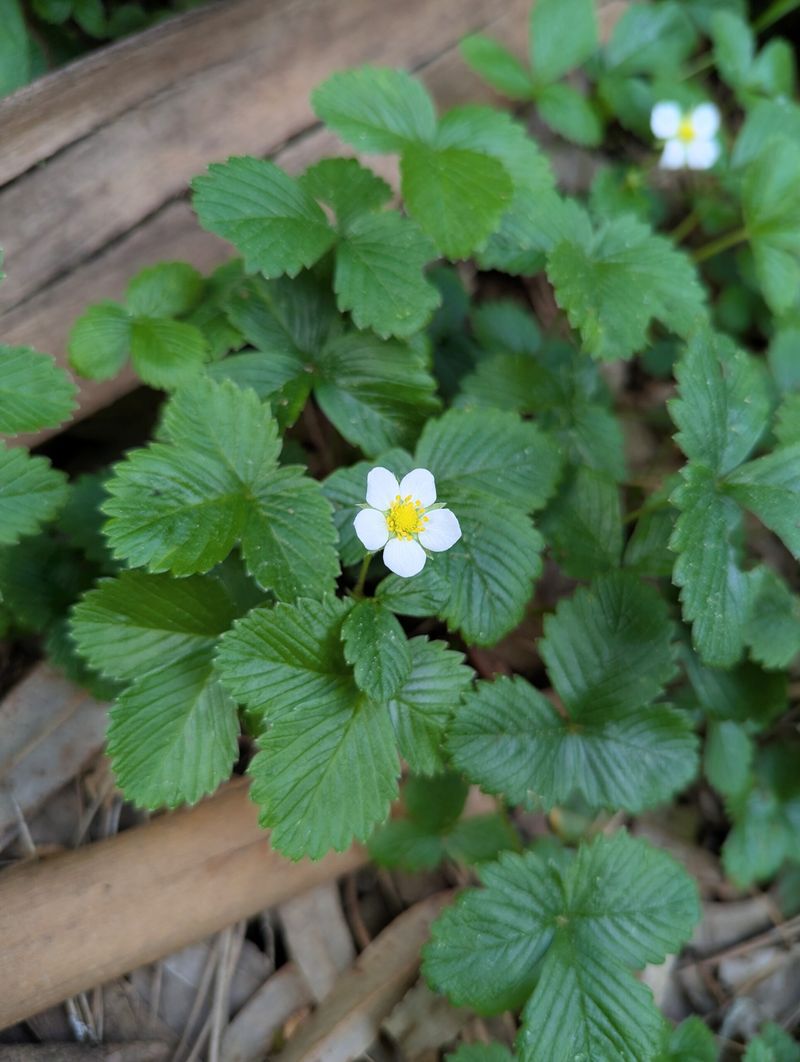 Wild Strawberry Softens Bare Soil