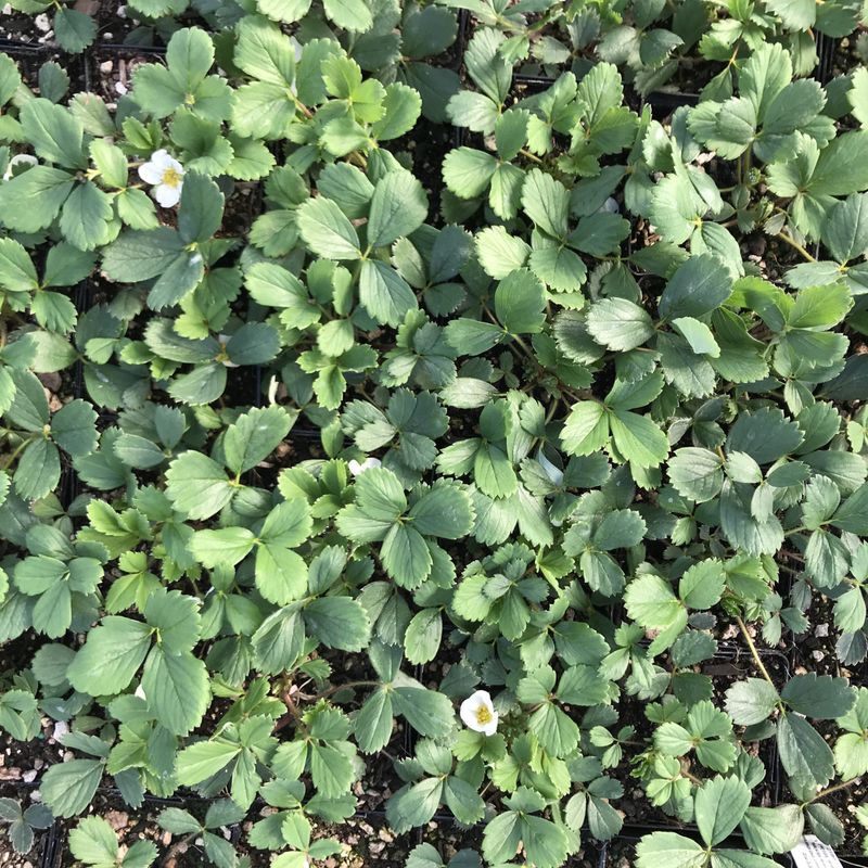 Wild Strawberry Spreads By Runners