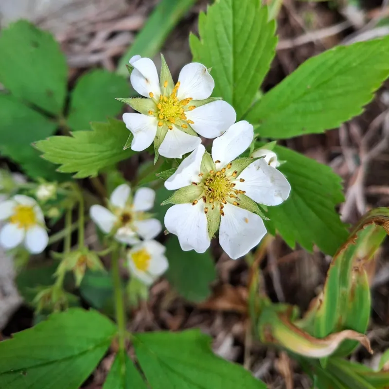 Wild Strawberry Spreads Fast On Sunny Slopes
