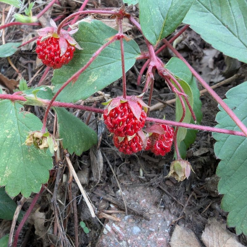 Wild Strawberry Wild Strawberry