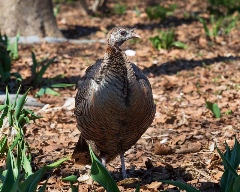 Wild Turkeys Forage Through Leafy Edges Wild Turkeys Forage Through Leafy Edges