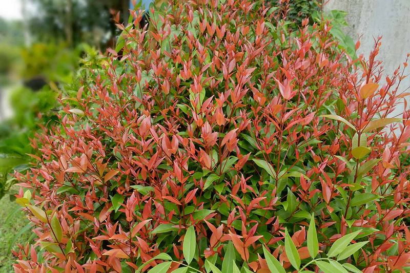 Wild-Type Heavenly Bamboo Spreads By Seed