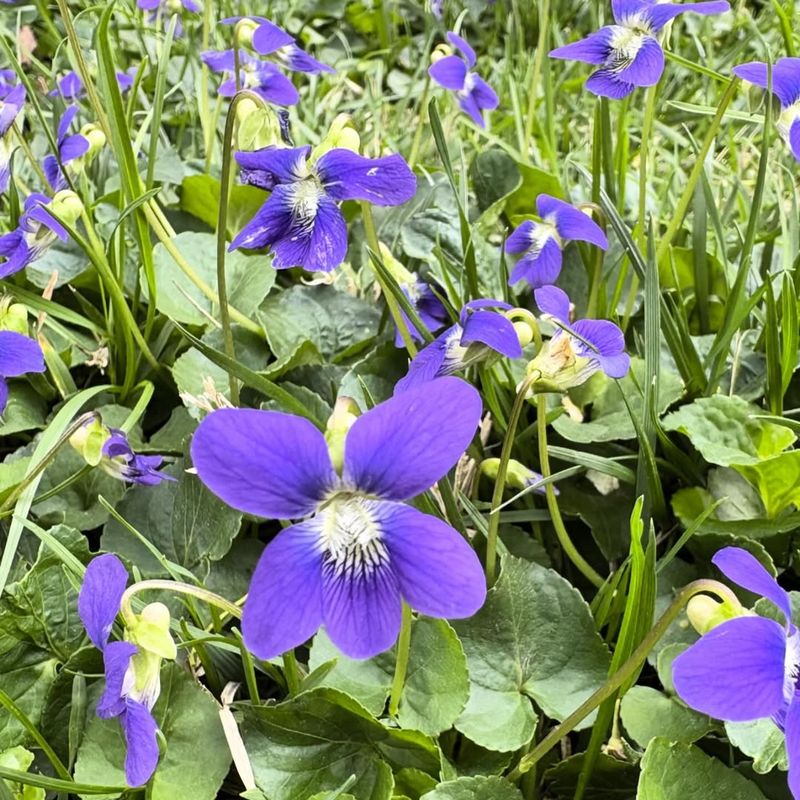 Wild Violet Offers Early Color For Visiting Pollinators